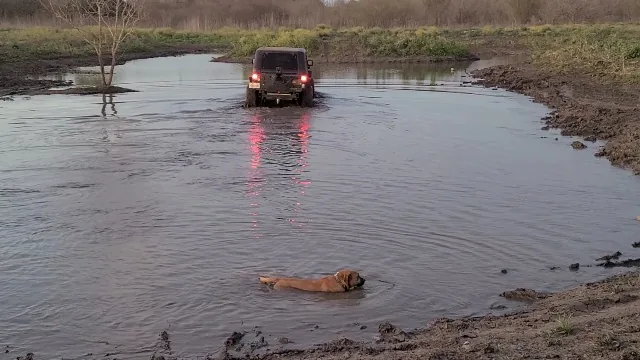 Jeep in water crossing with dog swimming alongside at 281 CC San Antonio